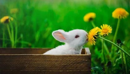 比特币暴涨突破60000美元，造成比特币一直暴涨的原因是什么？