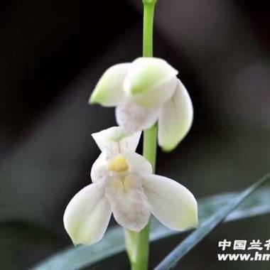 广东日月同辉贵金属(日月同辉集团干什么的)