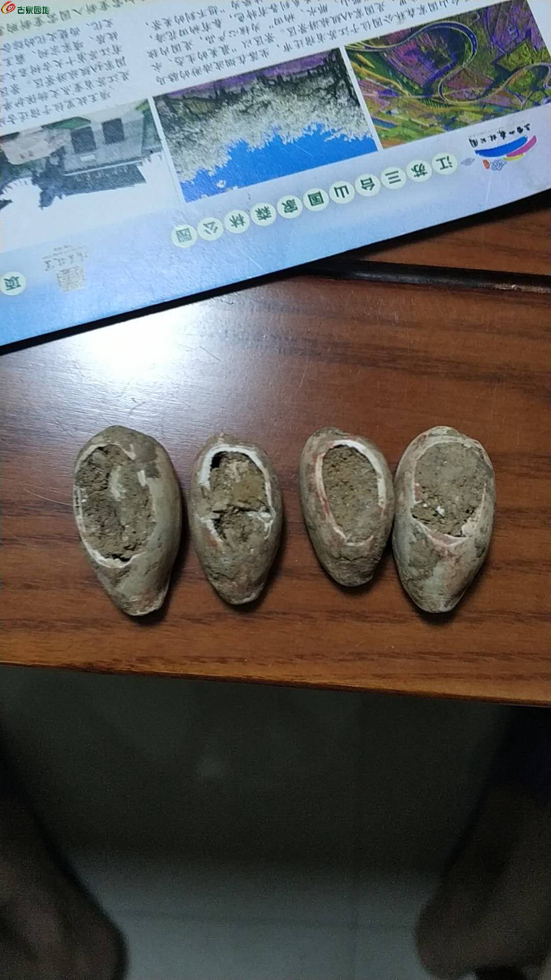 海贝币(海贝币的价格)