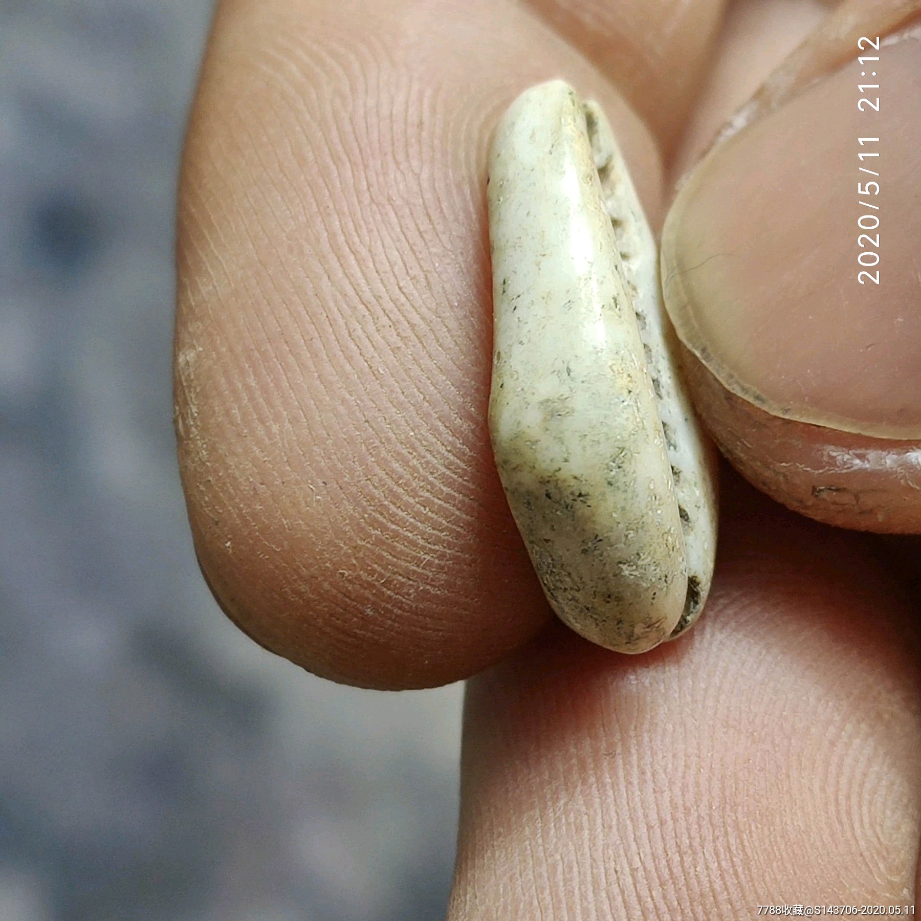 海贝币(海贝币的价格)