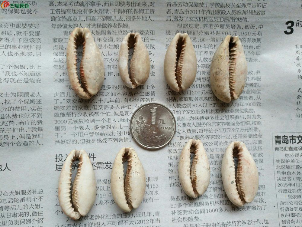 海贝币(海贝币怎么来的)