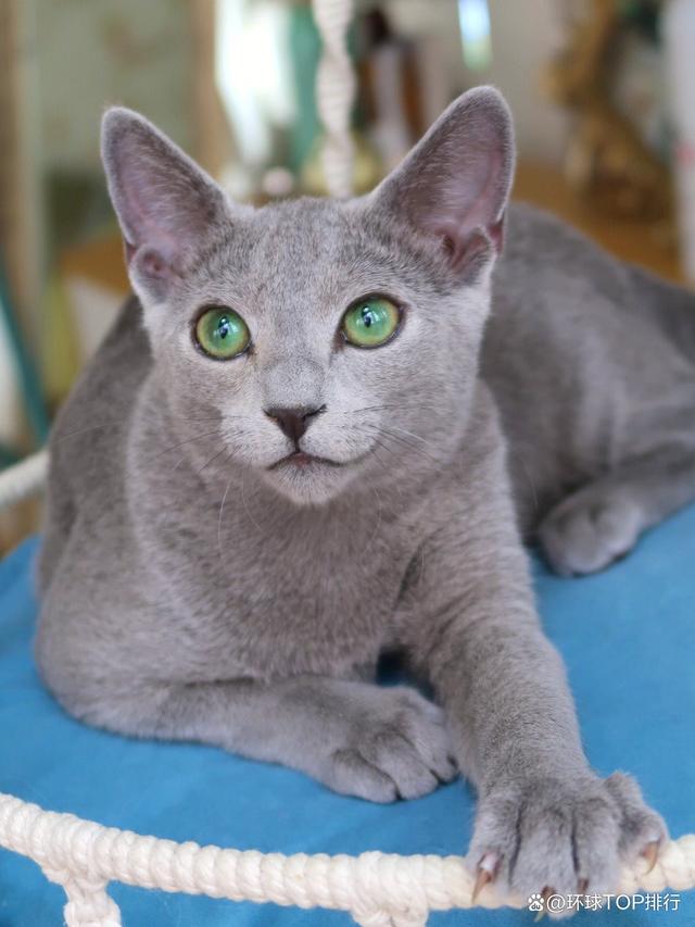 币猫(币猫官网)