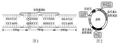 碱基币(碱基编辑技术)