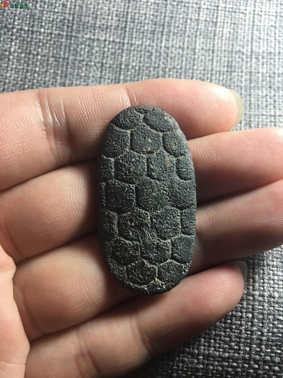 龟币(龟币等于多少人民币)