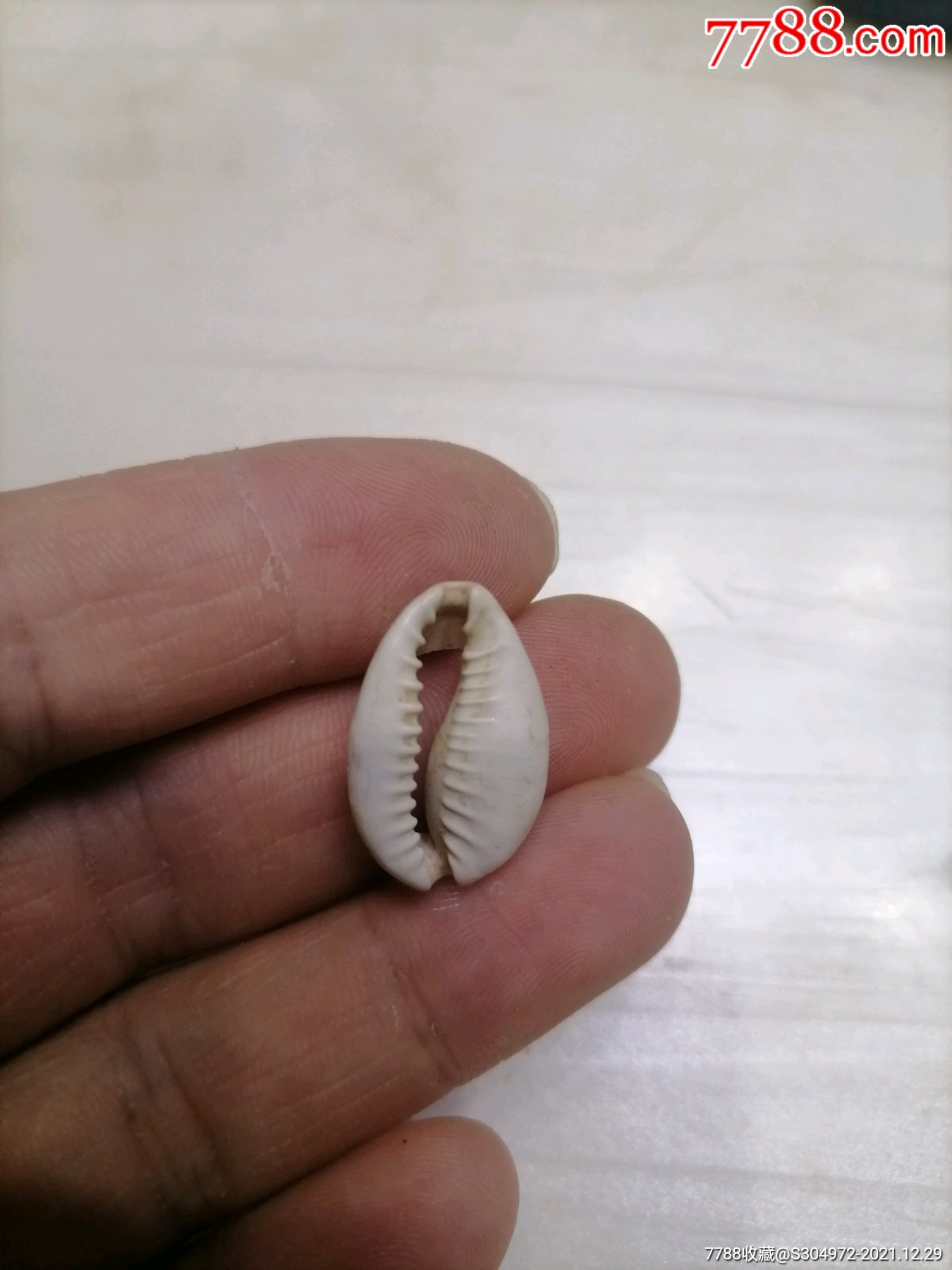 海贝币(海贝币是实物货币吗)
