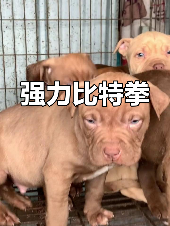 比特(比特犬)