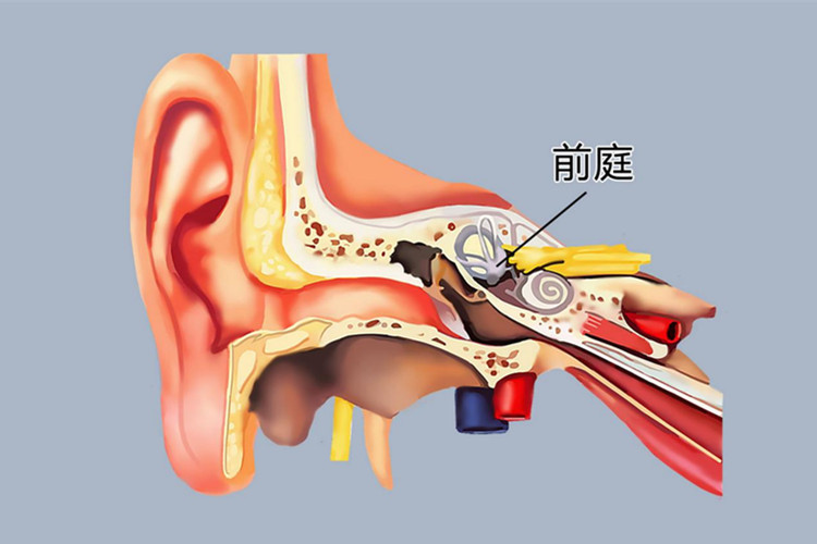 币钱通(鼻腔内干燥出血有结痂)