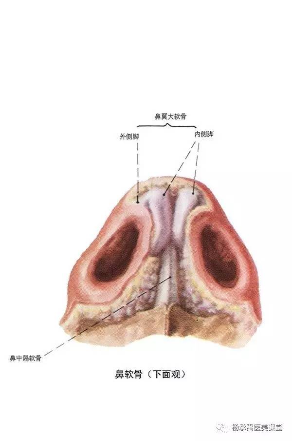 币钱通(鼻腔内干燥出血有结痂)