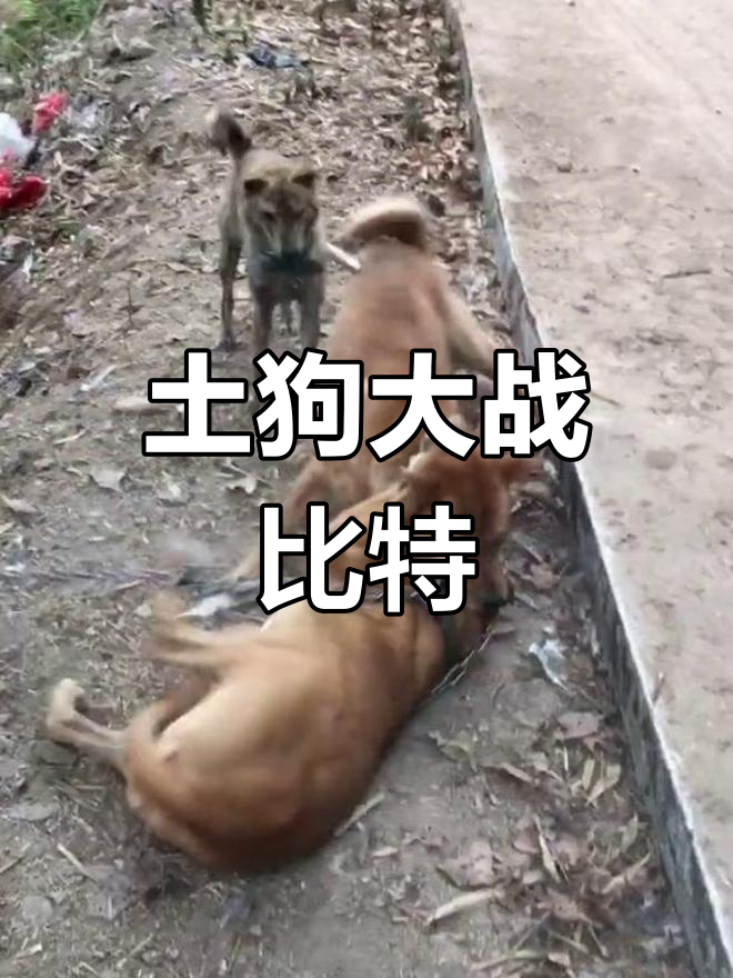 比特(比特币走势)