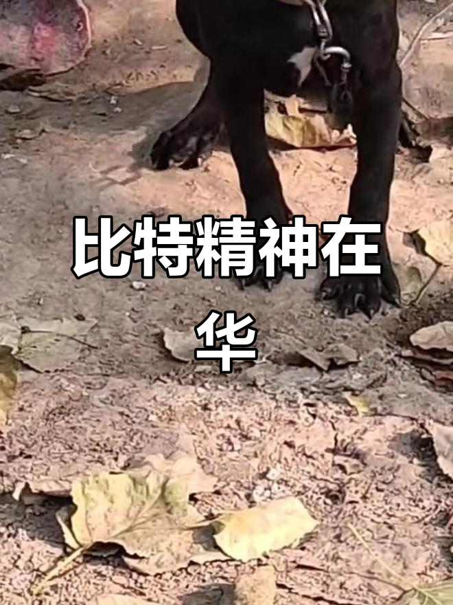 比特(比特儿交易所app官方下载链接官网下载地址cc)