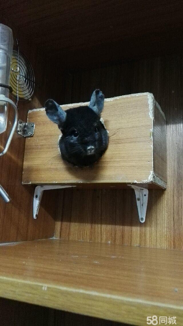 龙猫币(龙猫币最高可以涨到多少)