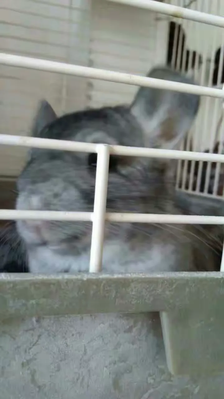 龙猫币(熊猫币有值钱的吗)