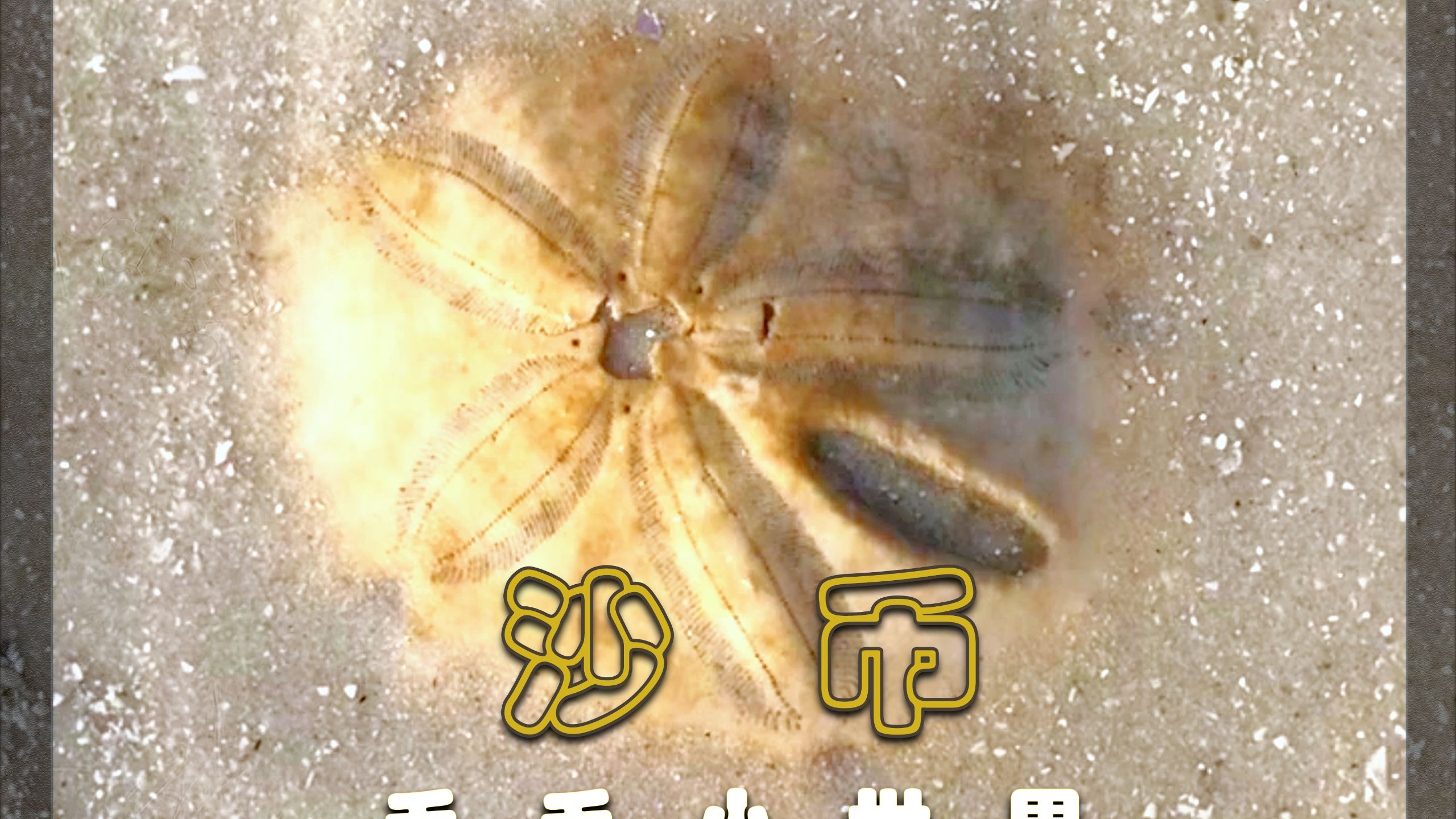 海币(海尔冰箱怎么调冷藏温度和冷冻温度)