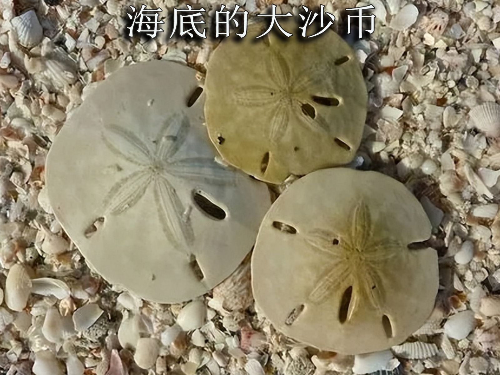 海币(海兔图片)