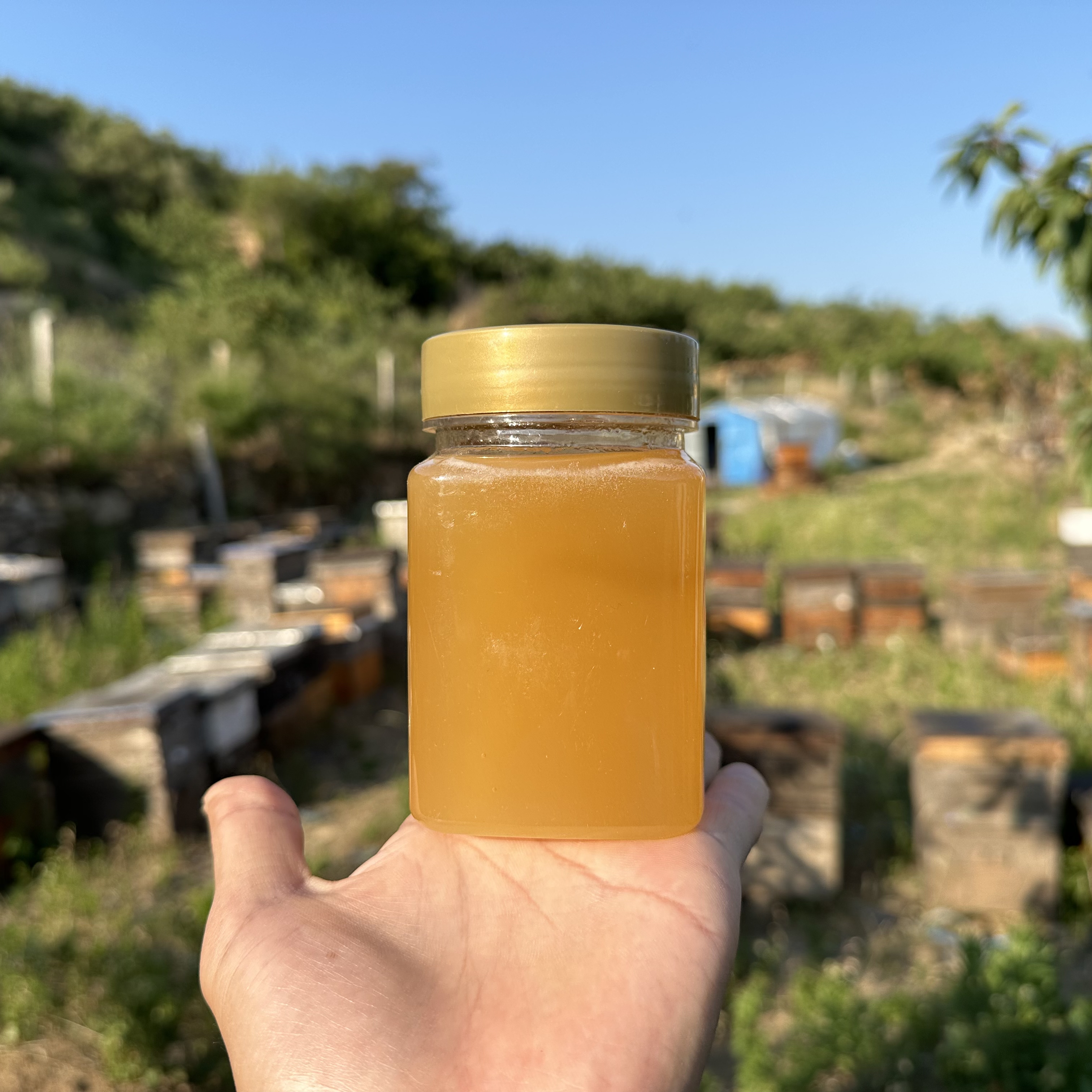 蜂蜜(蜂蜜水的正确喝法及最佳时间) 蜂蜜(蜂蜜水的正确喝法及最佳时间)