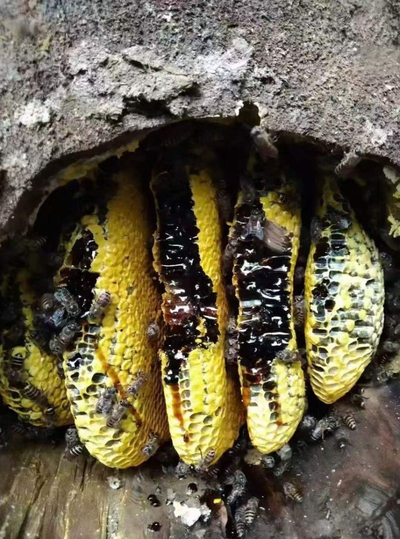 蜂蜜(蜂蜜真假鉴别最简单方法) 蜂蜜(蜂蜜真假鉴别最简单方法)