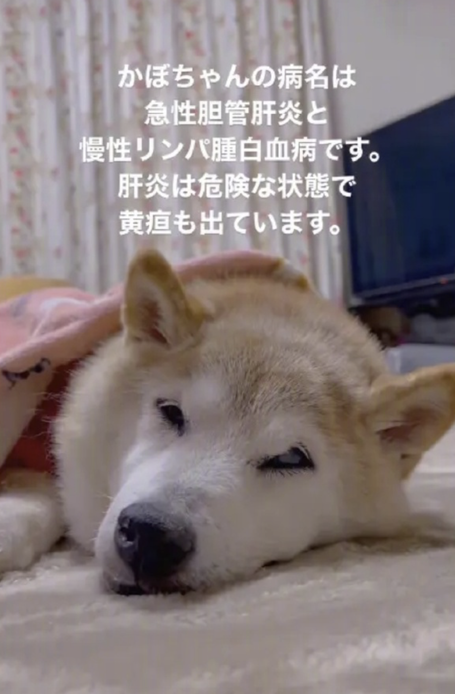 doge什么意思(doge什么意思网络用语) doge什么意思(doge什么意思网络用语)