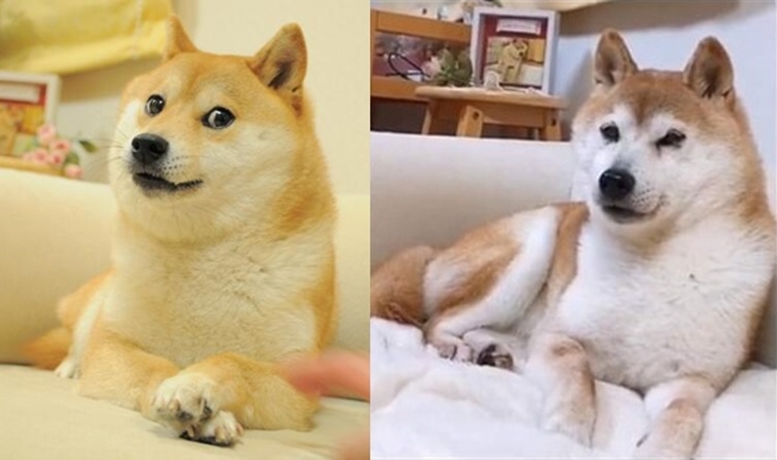 DOGE(doge价格今日行情) DOGE(doge价格今日行情)