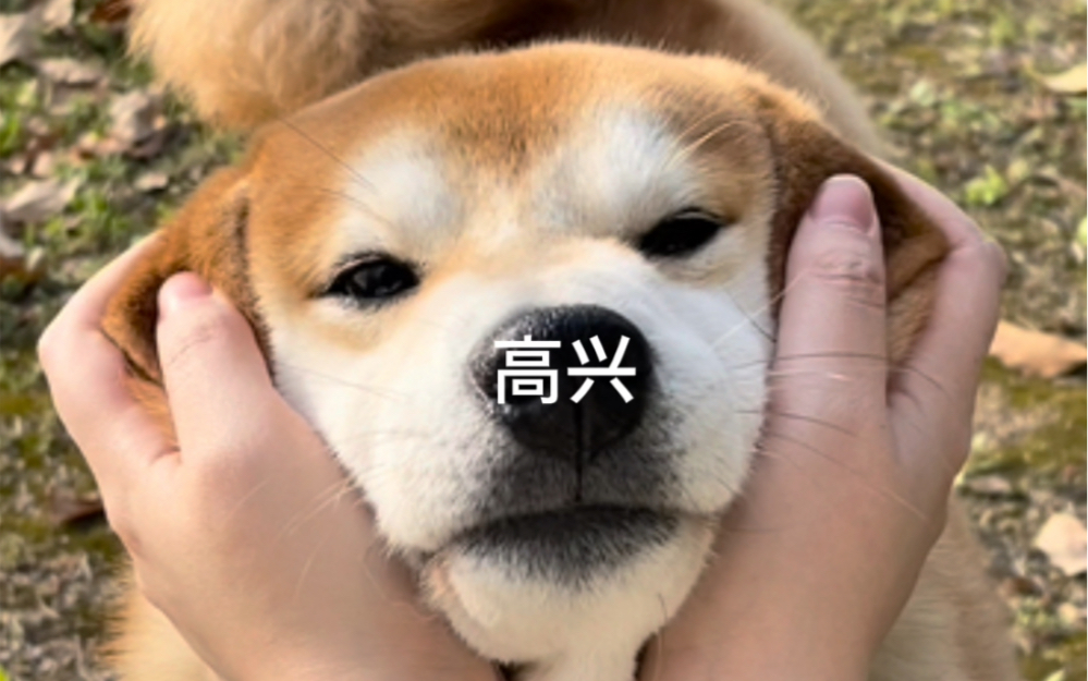 DOGE(dogecoin交易所下载安装官方新版本备用地址中国)
